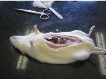 Figura 7 – Incisão realizada no abdômen dos ratos para a  retirada dos órgãos. 
