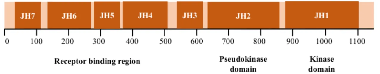 Figure 2 – JAK structure. JAKs share seven regions of high homology, JH1-JH7. JH1 has been shown  to encode the kinase