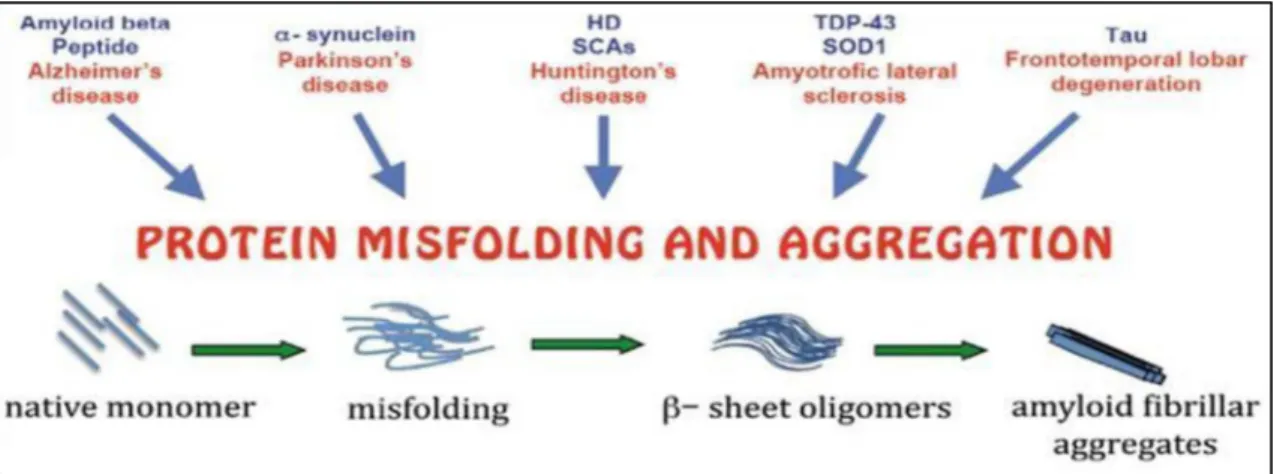Figure 6: Misfolding and aggregation. Protein aggregation is a natural phenomenon occurring  in living organisms, although in several neurodegenerative disorders the disease related  proteins start to self-aggregate in oligomeric intermediates that evolve 