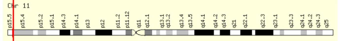 FIGURA 5: Desenho esquemático do IGF-2 destacando sua localização no braço curto do  cromossomo 11 (11p15.5)