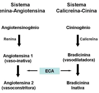 Figura 1. Papel da ECA nos sistemas Renina- Renina-Angiotensina e Calicreína-Cinina. Fonte: Adaptação de  Crisan e Carr (2000).