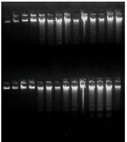 Figura 02. Exemplo de fotografia  da quantificação do DNA de alto  peso molecular extraído das  amostras sanguíneas realizada em  gel de agarose
