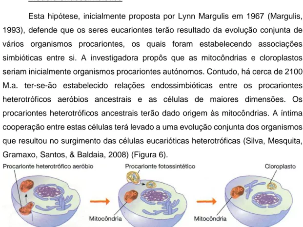 Figura 6 – Esquema exemplificativo do processo de formação da célula eucariótica, de  acordo com o modelo endossimbiótico