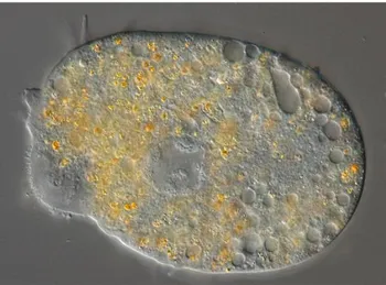 Figura 10 – Fotografia microscópica da amiba Pelomyxa palustris. 