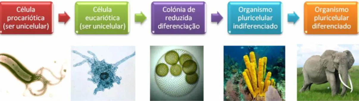 Figura 13 – Esquema e imagens representativas do processo evolutivo desde os  seres procariontes unicelulares aos seres eucariontes multicelulares