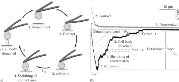 Figure 4.4  Schematic illustration of a single-cell force spectroscopy experiment and of the adhesion  events detected (a, b)
