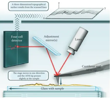 Figure 4.1  Schematic illustration of the imaging mode using a sample  scanner AFM: A laser beam is reflected from the cantilever, the interaction  forces of the tip with the piezo-positioned samples are deflected and the  adjustment mirror directs the sig