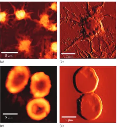 Figure 4.2  AFM imaging in air of human platelets (a, b) and erythrocytes  (c, d) from healthy donors