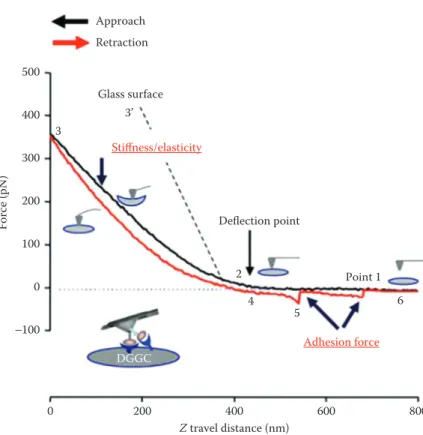 Figure 4.3  Example of the force curves data from fibronectin (FN)-coated  AFM probe on dentate gyrus granule cells (DGGC) approach/attaching  (black trace) and retract/withdrawal (red trace) from single DGGC