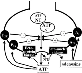 Fig. 1. Purinergic (ATP and adenosine) presynaptic modulation of neurotransmitter release.