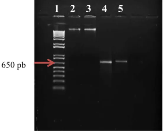 Figura 7 - Gel de agarose 1% da quantificação da amostra 8.3.1 purificada. (1) 4 µL marcador molecular ladder  1 kb plus (Invitrogen); (2) 20ng λ-DNA; (3) 40ng λ-DNA; (4) 2 µL da amostra 8.3.1; (5) 1 µL da amostra 8.3.1