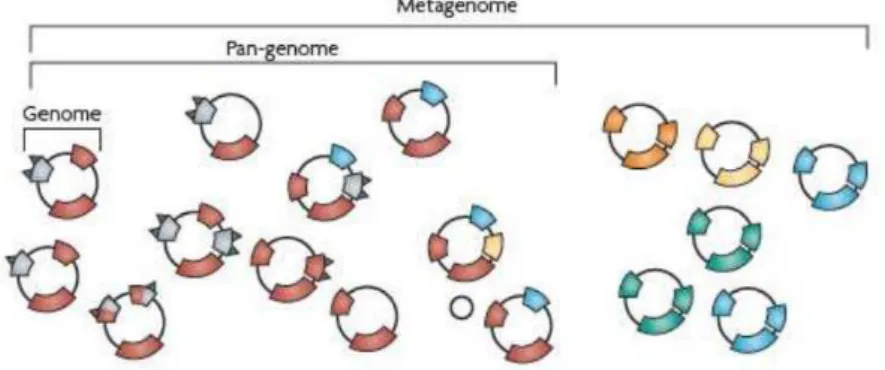 Figura 1: Comparação entre genoma, pan-genoma e metagenoma. 