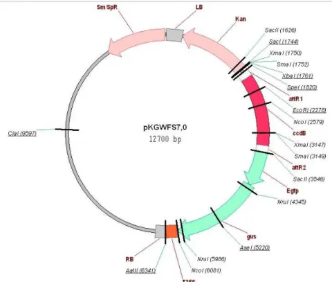 Figura 13: Vetor pKGWFS7 indicando o sítio de recombinação LR em vermelho. Em verde, os genes  repórteres cuja expressão será controlada pelos módulos do promotor uceS8.3