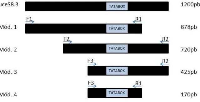 Figura 14:  Representação esquemática das deleções de nucleotídeos de cada par de  oligonucleotídeos, a partir do promotor uceS8.3 contendo 1200pb