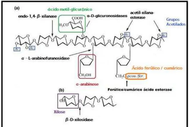 Figura 1 - Esquema representativo das enzimas necessárias na desconstrução da xilana e o seu  produto  final  liberado