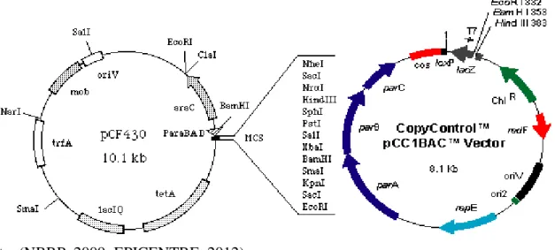 Figura  4  -  Mapa  dos  vetores  utilizados  na  construção  das  bibliotecas.  Vetor  pCF430  -  biblioteca metagenômica de rúmen de caprino e  vetor CopyControl pCC1BAC   -  biblioteca genômica de Acidobacteria