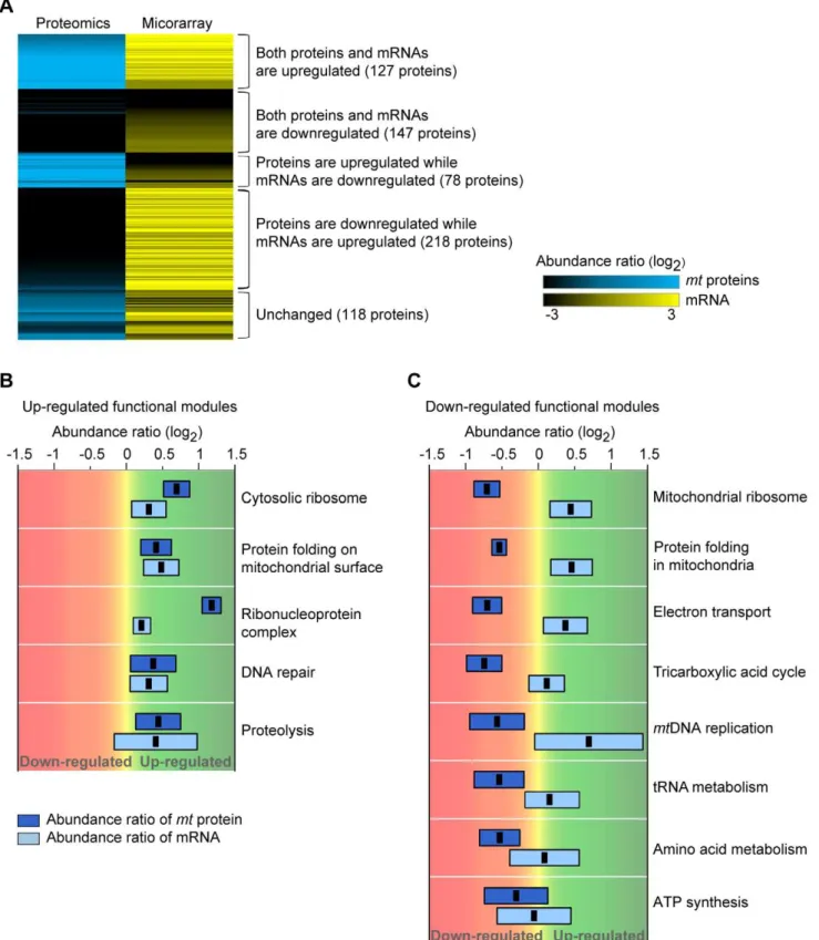 Figure 4. Mitochondrial proteome-transcriptome profiles in the dysfunctional r 0 state