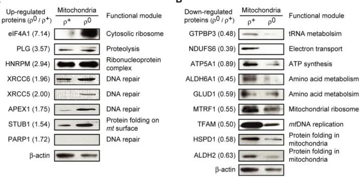 Figure 6. Validating mitochondrial localizations of mt proteins. SK-Hep1 cells expressing DsRed2-mito were transfected with GFP-hybrid plasmids of ZCD1, GPT2, PYCR2, CTSD, and HSPBP1