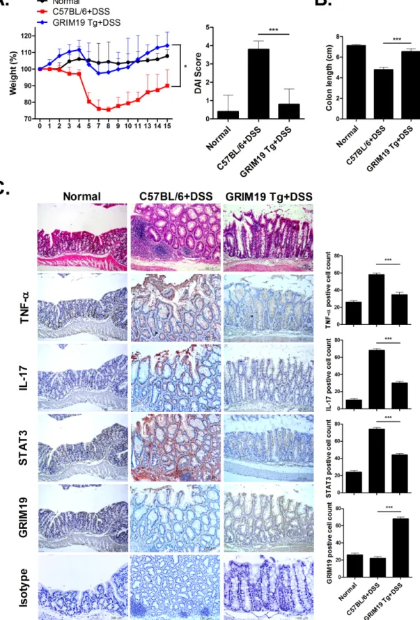 Fig 5. Attenuation of DSS induced colitis in Grim19Tg mice. (A) Change in body weight during the disease course.