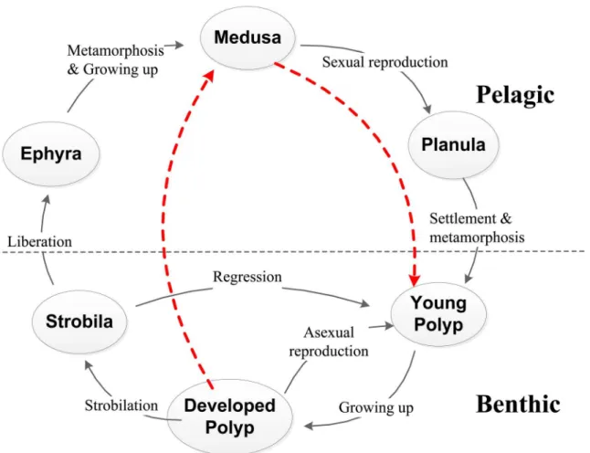 Fig 1. Schematic diagrams of general life cycle of a scyphozoan jellyfish. The life history usually comprises two stages (pelagic and benthic) with several different phases (planula, polyp, strobila, ephyra, and medusa)