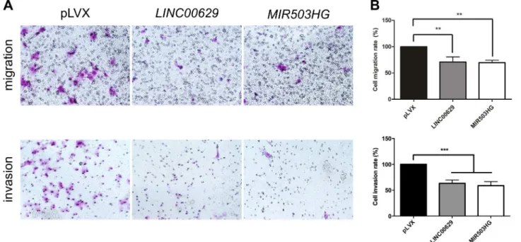 Fig 10. LINC00629 or MIR503HG2 overexpression decreased migration and invasion rates of JEG3 cell line