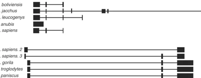 Fig 7. Evolutionary conservation of the new isoforms. A. Sequence obtained from MIR503HG2 isoform (H