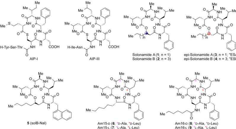 Fig 1. Compound and AIP Structures. Structures of autoinducing peptides (AIP-I and III) used in the study as well as tested depsipeptides and their modified lactam analogues.