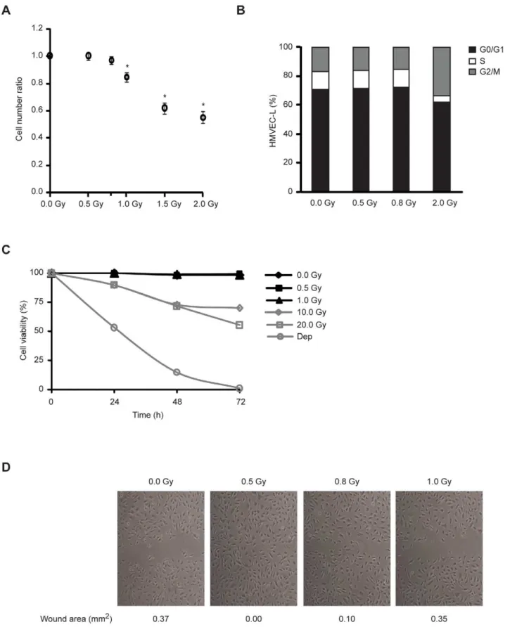 Figure 1. Low-dose IR promotes endothelial cell migration without causing cell cycle arrest or apoptosis