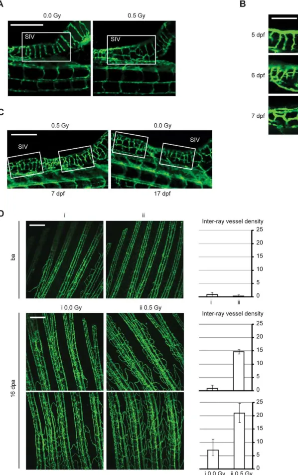 Figure 5. Low-dose IR accelerates angiogenic sprouting during zebrafish embryonic development and enhances angiogenesis during fin regeneration
