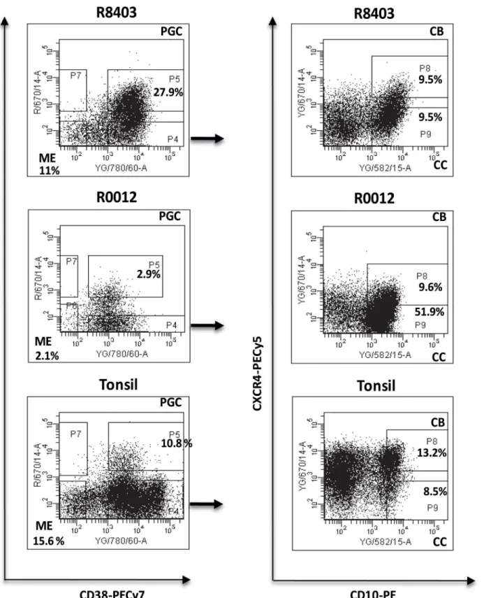 Fig 2. Flow-sorting of the 4 different B cell sub-populations. Lymph nodes cell suspensions from sequential biopsies obtained from patients with FL/t-FL were stained and sorted in 4 different populations according to the expression of IgD, CD38, CD10 and C