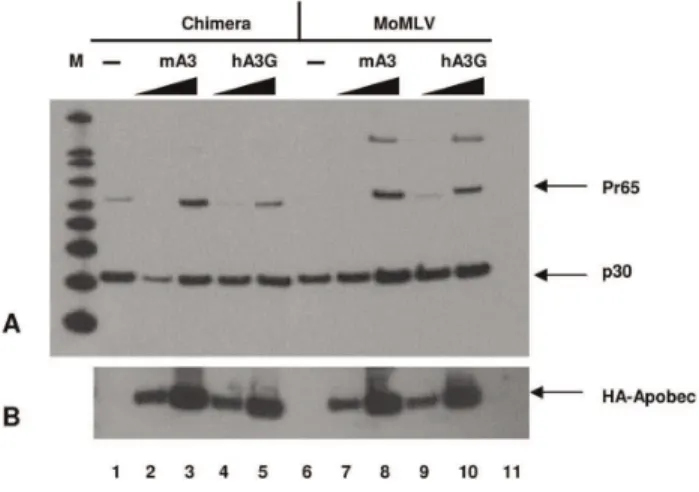 Figure 3. Immunoblotting of virus particles. A) Western blot on produced virus. Chimera (lanes 1 to 5) or MoMLV (lanes 6 to 10) were prepared by transient transfection of 293T cells, using 0, 3, or 10 mg APOBEC3 DNA as well as viral DNA; control cells were