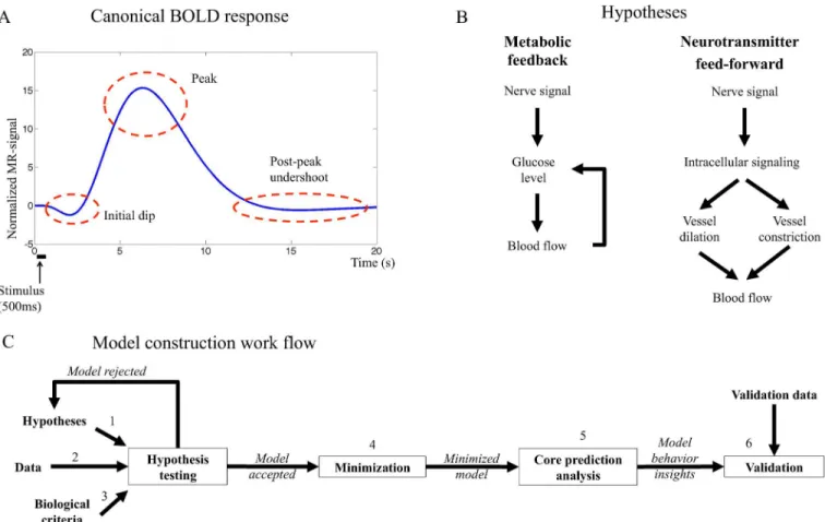 Fig 1. A. Canonical BOLD response to a brief stimulus. The initial dip, the peak and the post-peak undershoot are marked in the figure