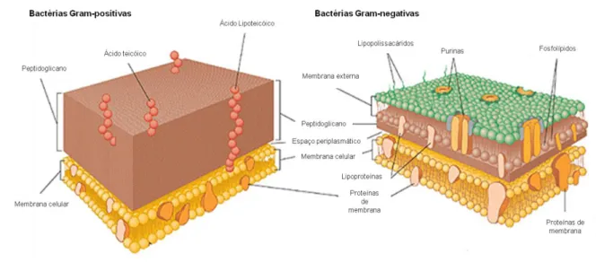 Figura  1  –  Estrutura  das  paredes  celulares  de  bactérias  Gram-positivas  e  Gram-negativas