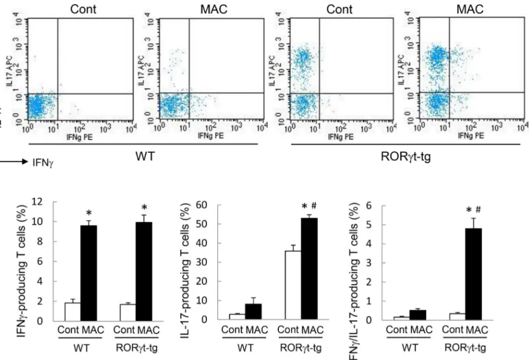 Fig 4. IL-17-producing T cells in the lungs of WT and RORγt-tg mice after MAC infection