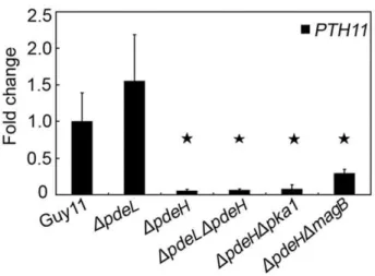 Figure 11. Assessment for appressorium formation and pathogenicity of PdeH targeted gene deletion mutants