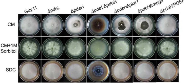 Figure 3. Detergent wettable phenotype of DpdeH and DpdeHDpdeL mutants. (A) Ten microliters of water or detergent solution containing 0.02% SDS and 5 mM EDTA were placed on the colony surfaces of the wild type and mutants strains and photographed after 5 m