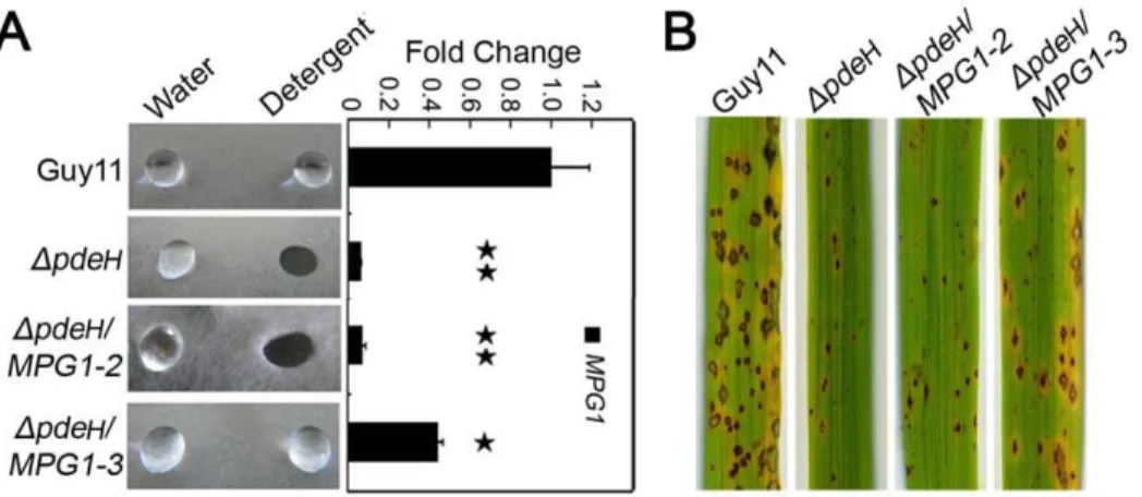 Figure 5. PdeL and PdeH regulate intracellular cAMP levels during pathogenesis. Loss of PDEL and PDEH leads to increased accumulation of cAMP levels