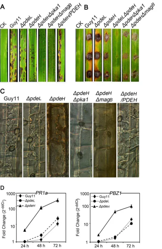 Figure 7. The loss of PDEH leads to reduced pathogenicity and induction of strong plant defense responses