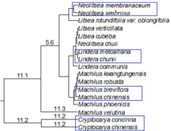 Figure 3. Size (DBH) class of the four genera including species from Table 1.