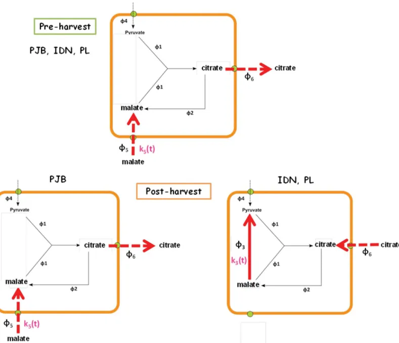 Fig 7. Schematic diagram of the differences in organic acid metabolism predicted by the model among the three cultivars during the pre and post- post-harvest stages