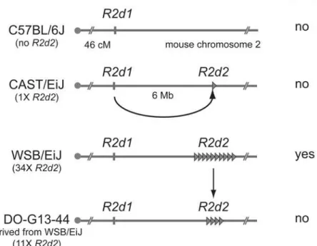 Figure 1. Transmission ratio distortion (TRD) caused by a high copy R2d2 array. In the absence of the R2d2 sequence (e.g., C57BL/6J), or when the copy number of the sequence is low (e.g., CAST/EiJ), allele transmission through heterozygous females is Mende