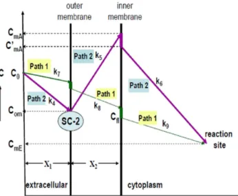 Figure 9. Two different transport mechanisms with detailed concentration changes along the paths