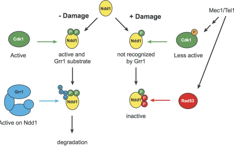 Fig 5. Model for mitotic turnover of Ndd1. In the absence of DNA damage, Ndd1 is phosphorylated by Cdk1, which promotes Ndd1 transcriptional activity but also enables SCF Grr1 to recognize Ndd1 as a substrate
