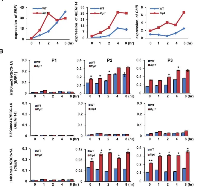 Figure 3. The role of LHP1 on the induction of ethylene responsive genes. (A) Transcript levels of the three genes at different time points during ACC induction in wild type (WT) and lhp plants