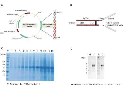 Fig 1. Generation of the GLP-1-IgG2 σ -Fc expression vector. (A) DNA encoding GLP-1-IgG2σ-Fc was synthesized and inserted into a mammalian expression vector, SGLs