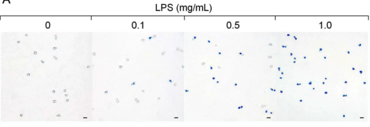 Figure 1. Effect of LPS stimualtion to S. cerevisiae BY4742. A. Methylene blue staining of S
