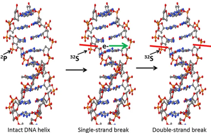 Fig 5. Model of double-strand DNA break after incorporation of [ 32 P]PO 4 . The radioisotope is incorporated into the ribose-phosphate backbone of DNA in dividing cells