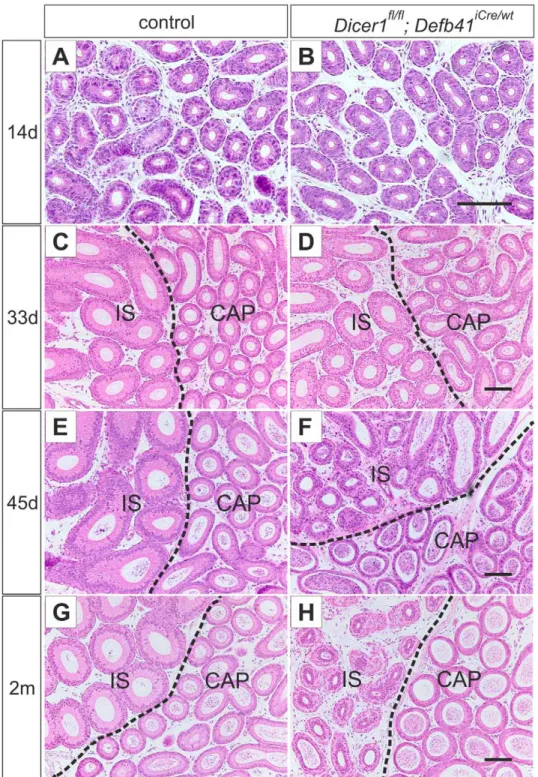 Figure 3. Differentiation of the epididymal epithelium. Hematoxylin and eosin staining of control and Dicer1 fl/fl ; Defb41 iCre/wt mouse epididymides (A, B) The undifferentiated epithelium of the proximal epididymis of a 14 day-old control and a Dicer1 fl