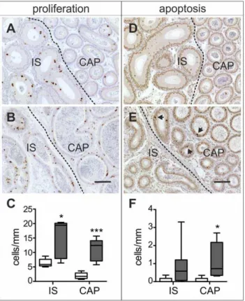 Figure 4. Immunohistochemical staining of the different epithelial cell types. Staining of initial segment (A, B) and initial segment and caput (C–H) of two-month-old control and Dicer1fl/fl; Defb41iCre/wt mouse epididymides