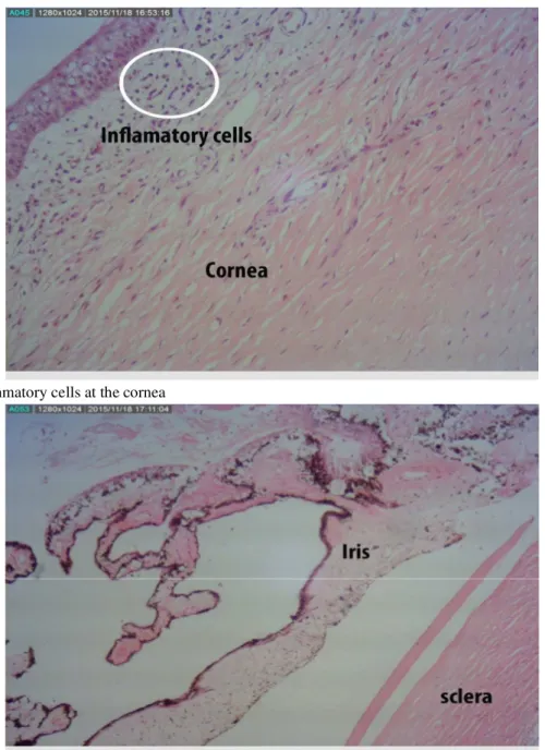 Figure  3:  Iris  and  sclera  after  treatment  with  curcumin,  lacking  any  inflammatory  cells  or  hemorrhage.